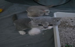British Shorthair cats for sale: Full Britishshort hair kittens ready wendesday - Image 5