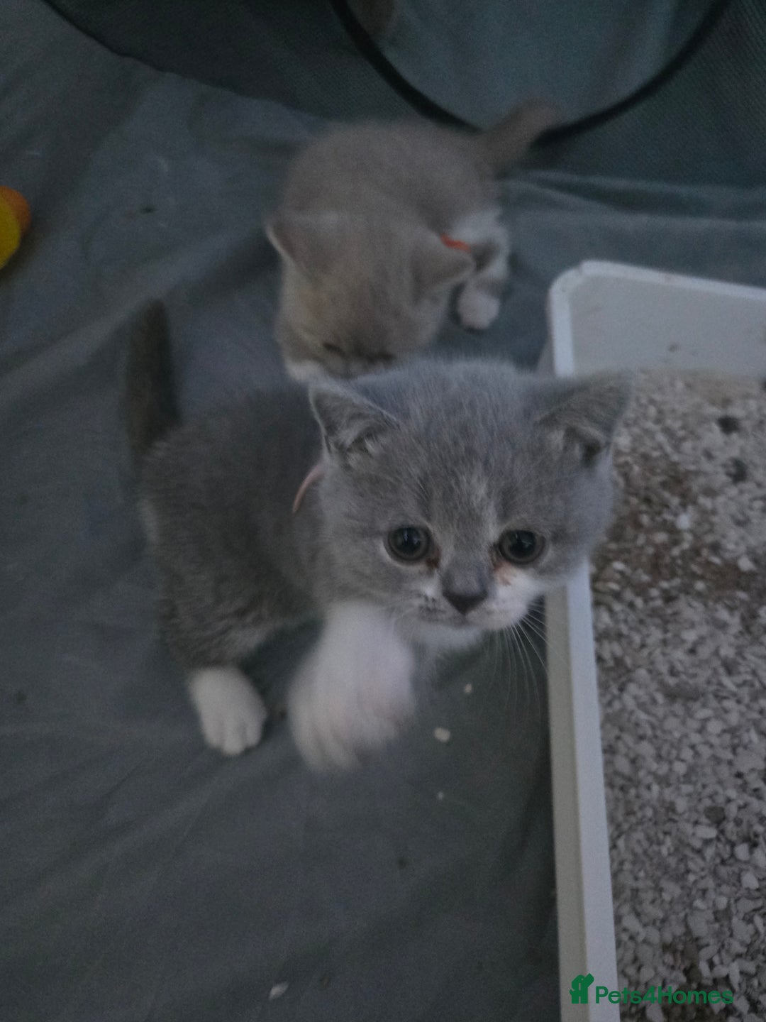 British Shorthair cats for sale: Full Britishshort hair kittens ready wendesday - Image 5