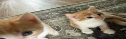 Mixed Breed cats for sale: Two Ginger Male Kittens  in Bicester - Advert 6
