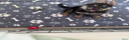 Shepsky dogs for sale: Puppy for sale  - Advert 3