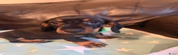 Dachshund dogs for sale: Black tan Dachshunds  - Advert 15