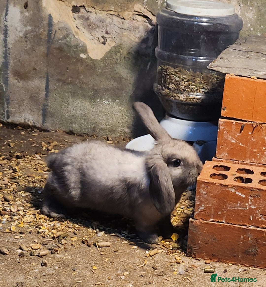 Mixed Breed rabbits for sale: Adorable Mixed Breed Baby Rabbits - Born October  - Advert 15