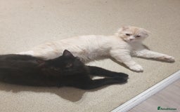 Mixed Breed cats for sale: Adorable Kittens♥️ - Image 2