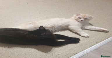 Mixed Breed cats - Advert 8