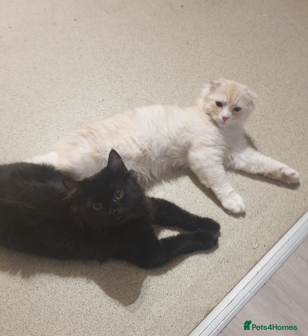Mixed Breed cats for sale: Adorable Kittens♥️ - Image 2