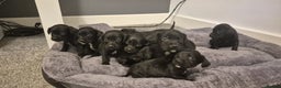 Springador dogs for sale: Stunning springerdors  - Advert 3