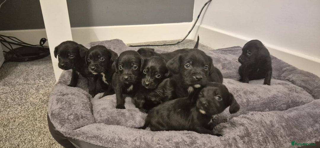Springador dogs for sale: Stunning springerdors  - Advert 3