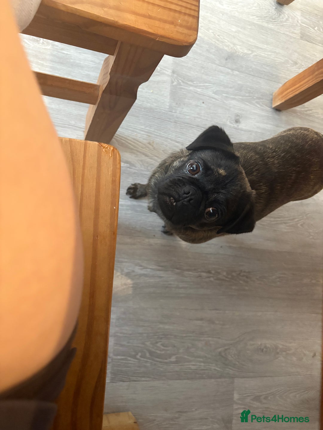 Jug dogs for sale: 3 year old jug for sale - Image 3