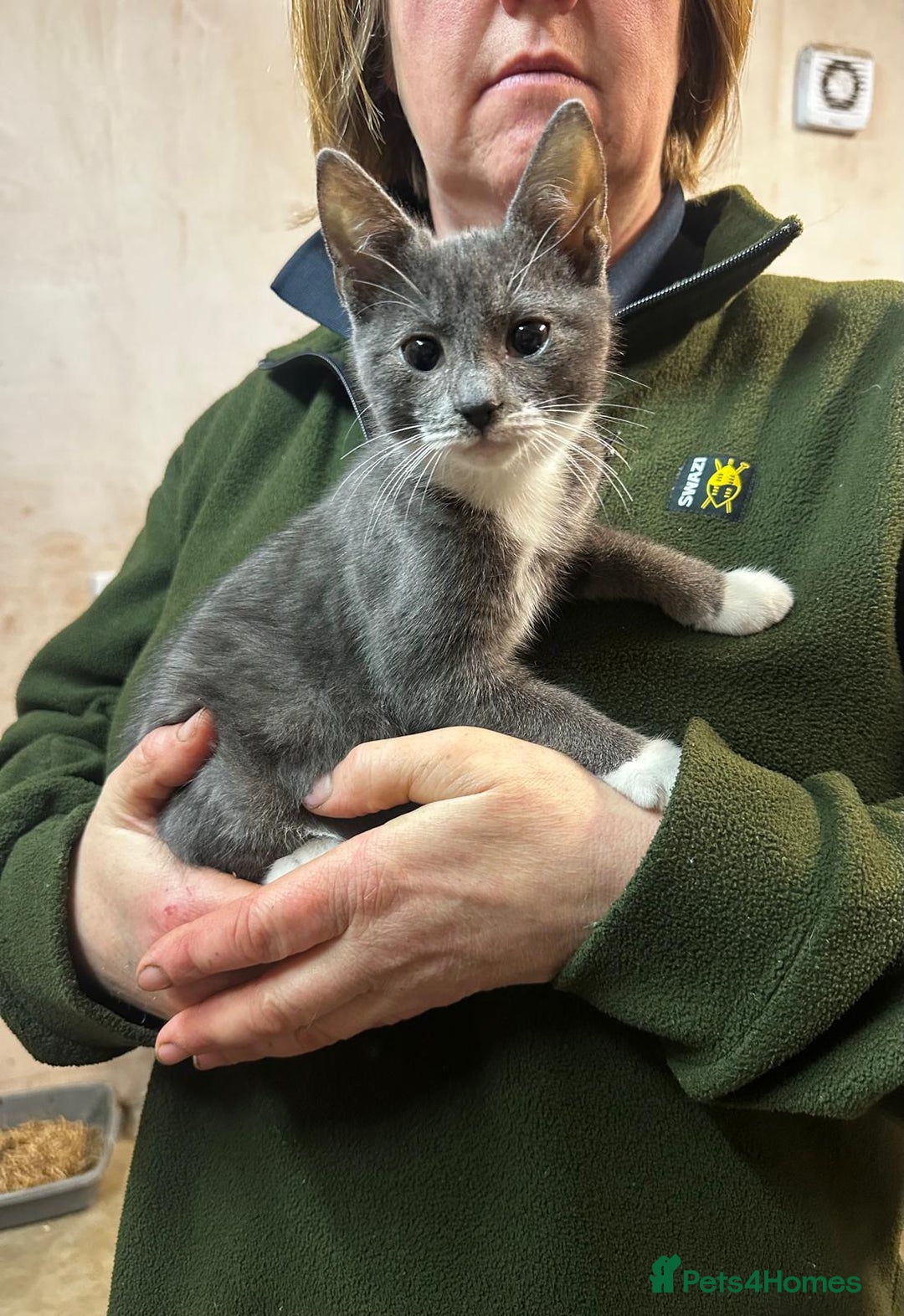 Mixed Breed cats for sale: Smashing Farm Kittens For Sale - Advert 4