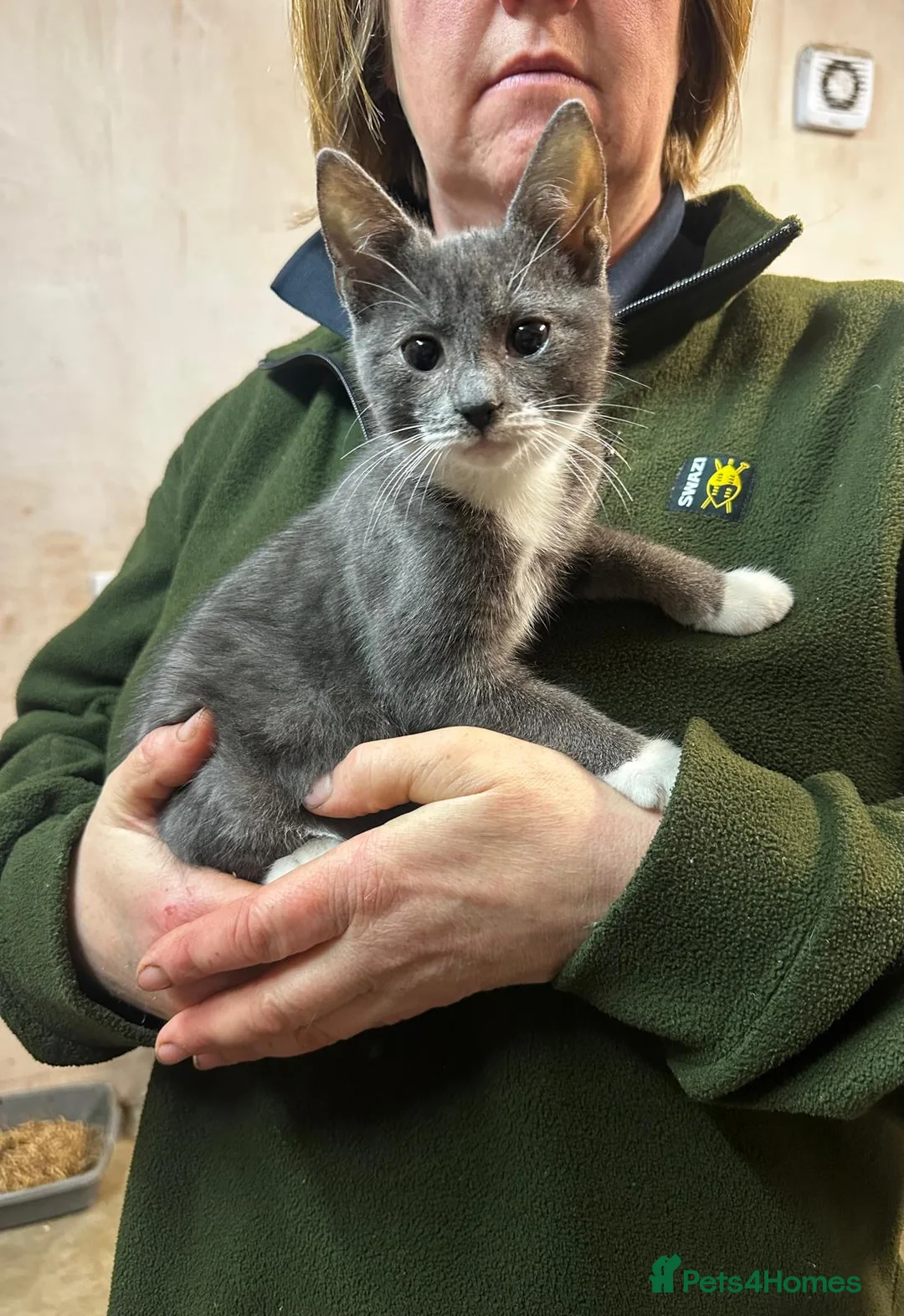 Mixed Breed cats for sale: Smashing Farm Kittens For Sale - Advert 5