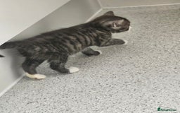 British Shorthair cats for sale: Lovely little British short haired kittens  - Image 12