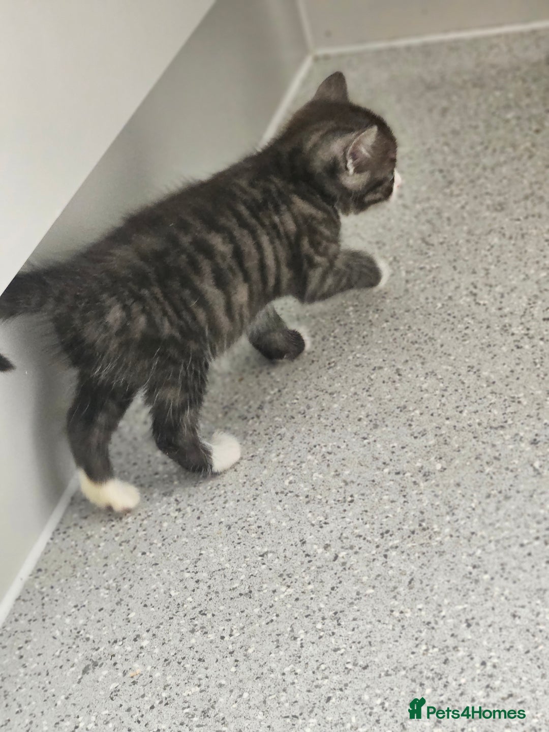 British Shorthair cats for sale: Lovely little British short haired kittens  - Image 12