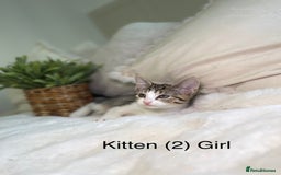Mixed Breed cats for sale: 5 beautiful kittens 8 weeks old ready now  - Image 9