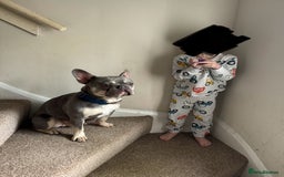 French Bulldog dogs for stud: French Bulldog For stud! KC Registered  in Chester - Image 4