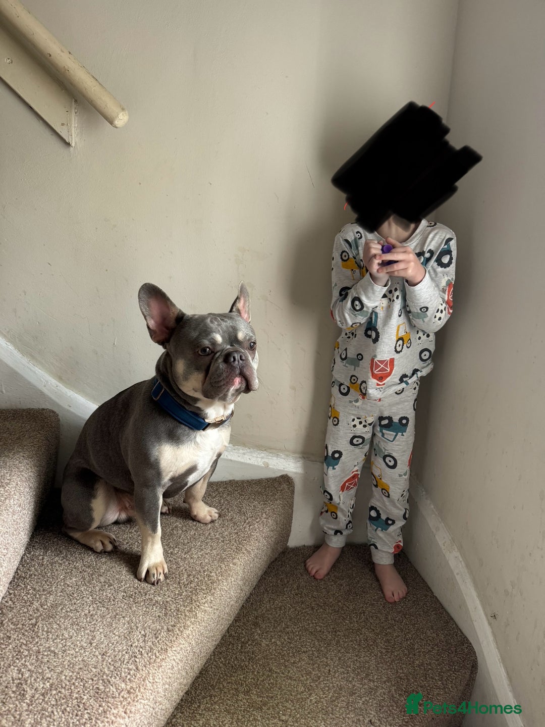 French Bulldog dogs for stud: French Bulldog For stud! KC Registered  in Chester - Image 4