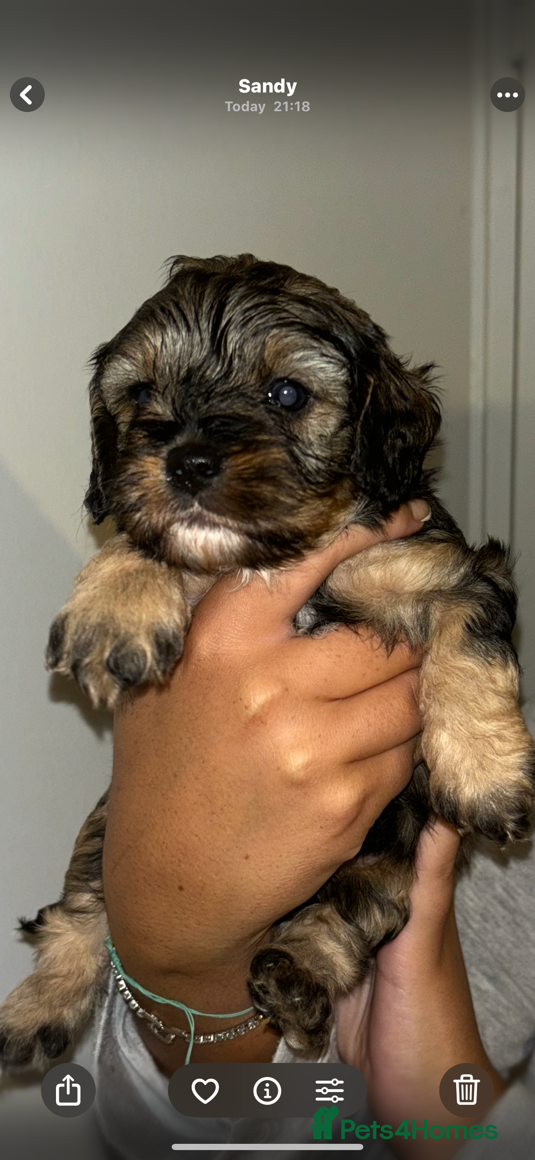 Cavapoo dogs for sale: 6 gorgeous extensively health tested cavapoo’s - Image 2