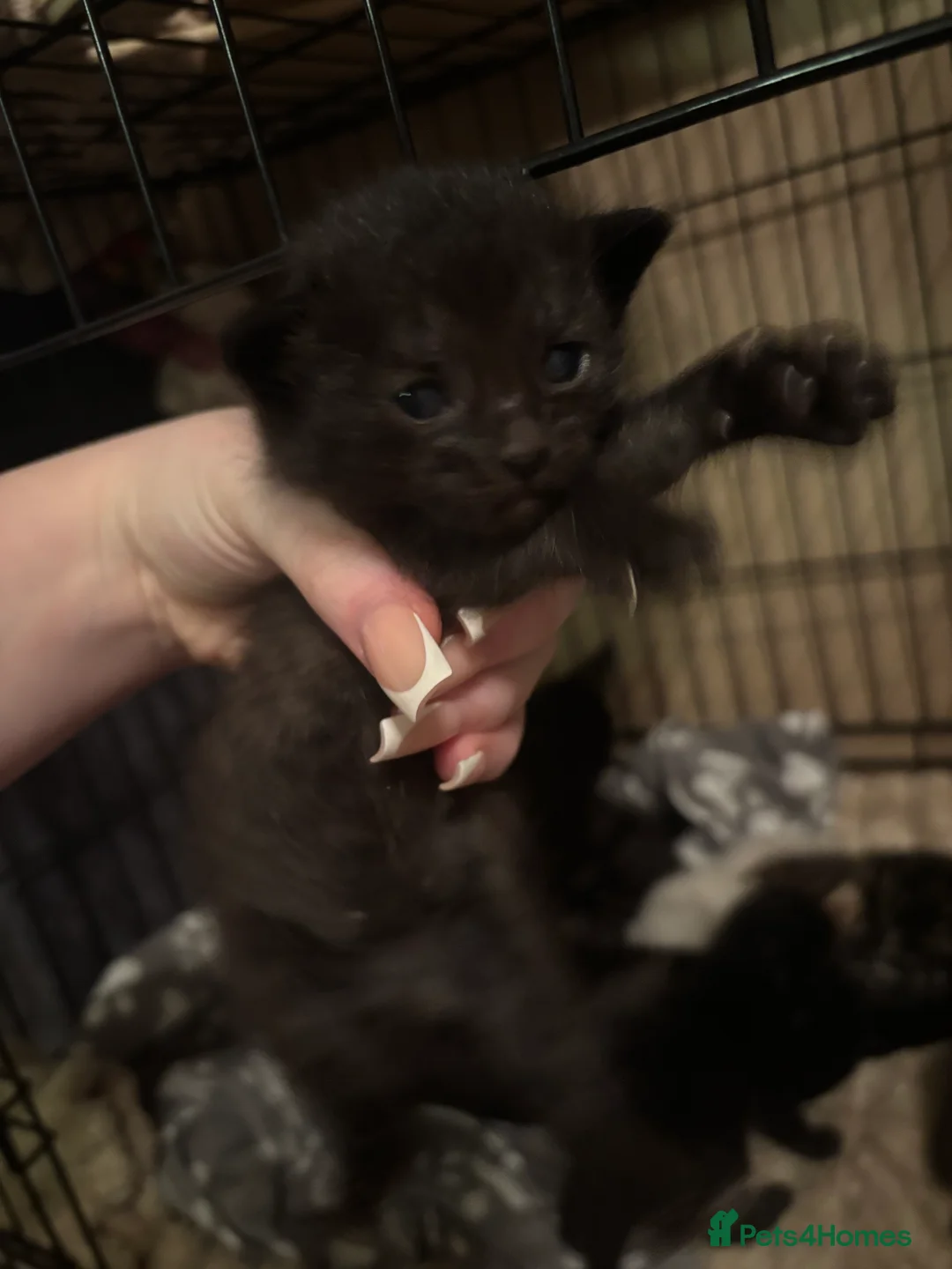 Mixed Breed cats for sale: mixed breed kittens for sale  - Advert 7