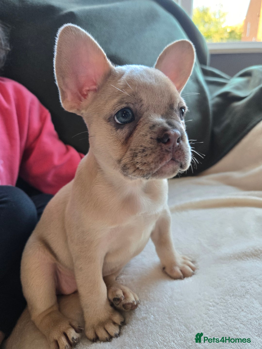 French Bulldog dogs for sale: frenchie pups merle ready now - Image 8