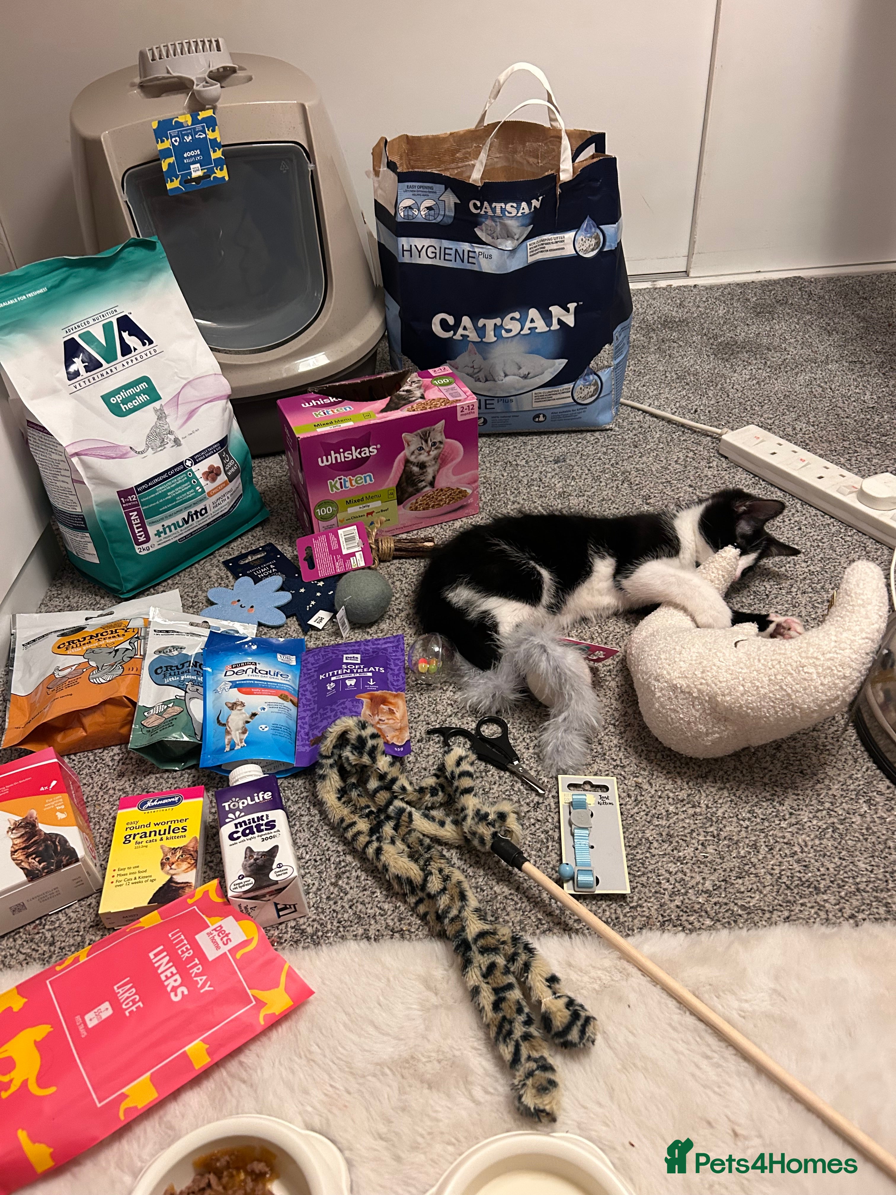 Mixed Breed cats Beautiful gentle male kitten  - Advert 1