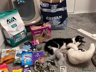 Mixed Breed cats Beautiful gentle male kitten - Advert 1