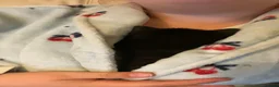 Mixed Breed cats for sale: Two kittens one ginger male and one black female  - Advert 7