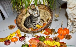 Bengal cats for sale:  Beautiful Bengal kittens  - Image 4