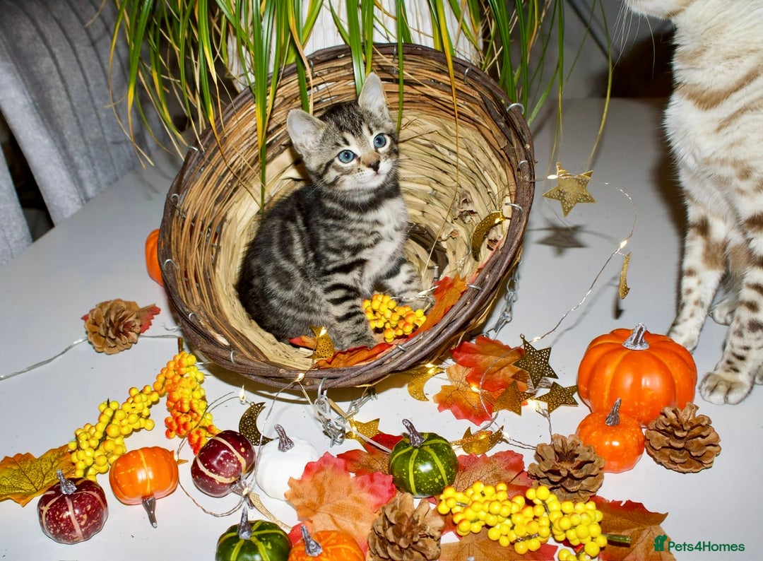 Bengal cats for sale:  Beautiful Bengal kittens  - Image 4