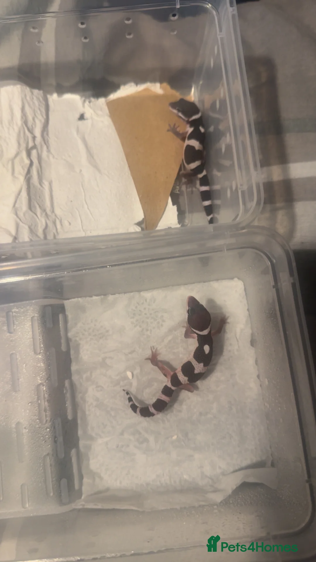 Leopard Gecko reptiles for sale: Black night x Super snow babies🔥🔥🔥 - Advert 2