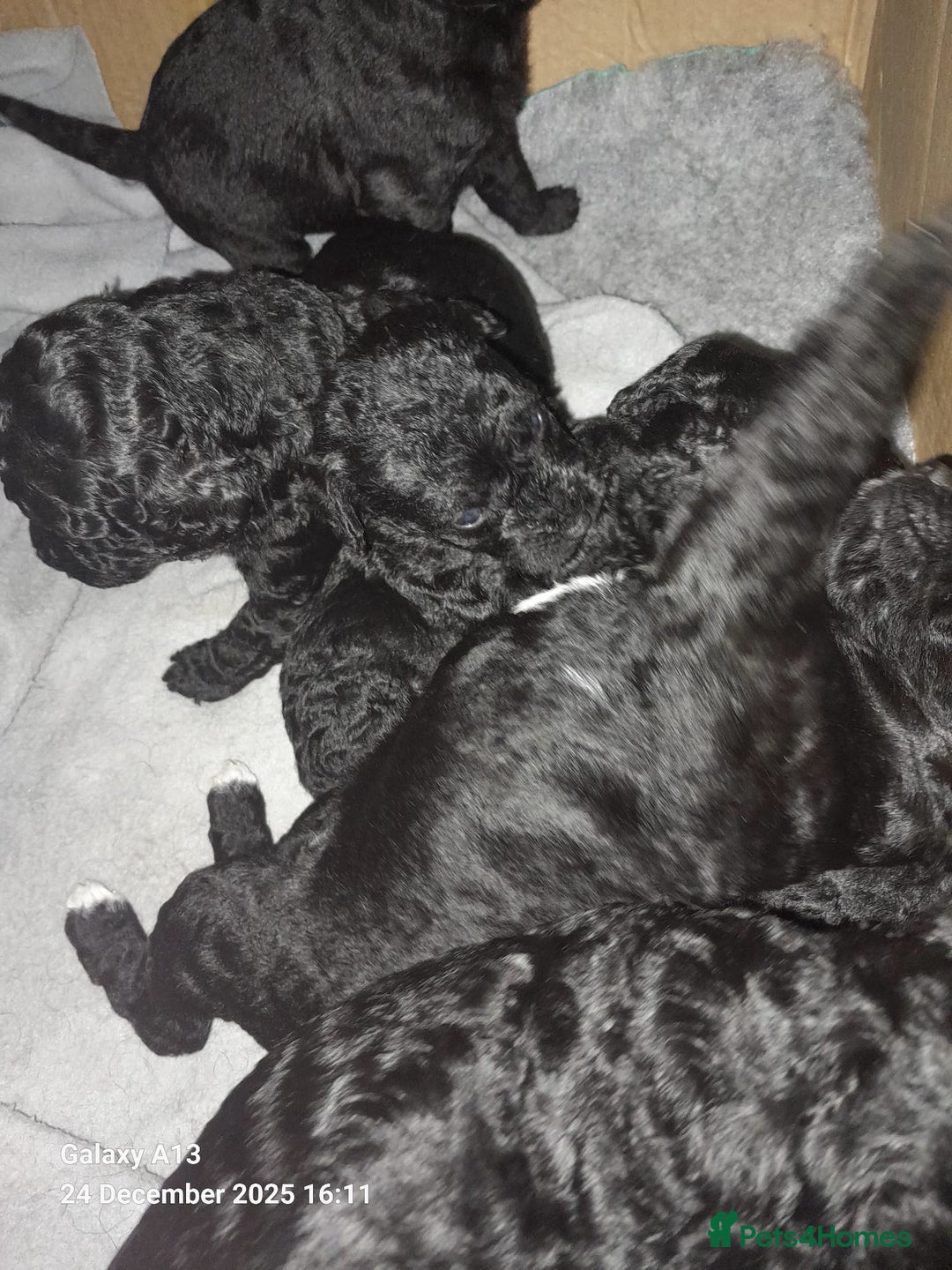 Cockapoo dogs for sale: Black Cockapoos  - Advert 3