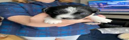 Mixed Breed dogs for sale: The cutest things looking for loving homes in Fraserburgh - Advert 6