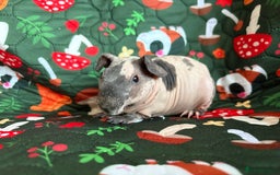 Guinea Pig rodents for sale: Male baby boy skinny pig guineapig  - Image 1