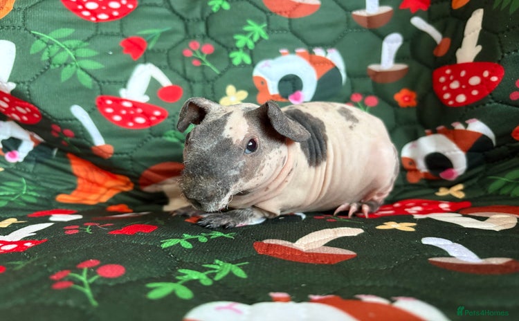 Guinea Pig rodents - Advert 5