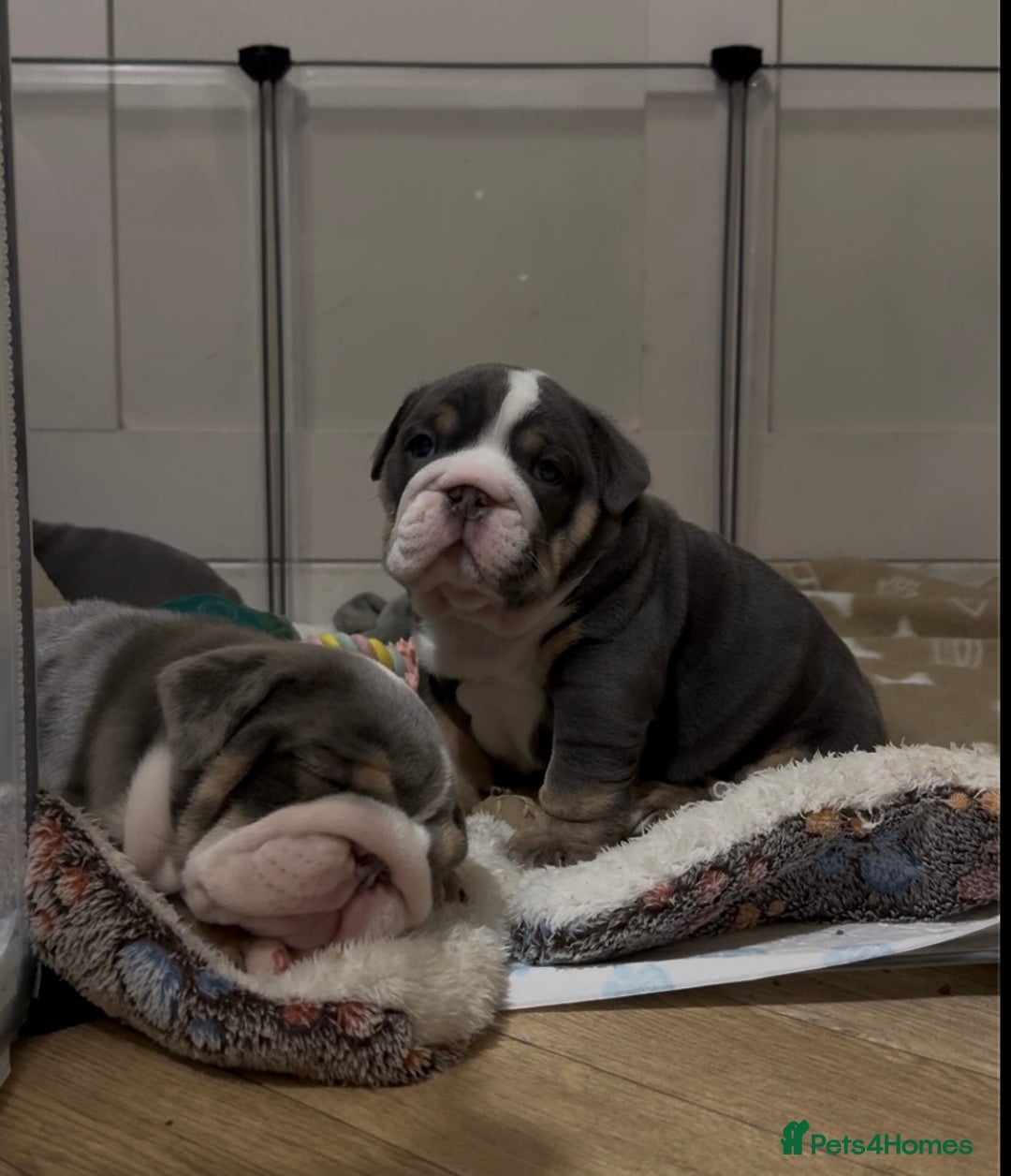 English Bulldog dogs for sale: English bulldog puppies - Advert 21