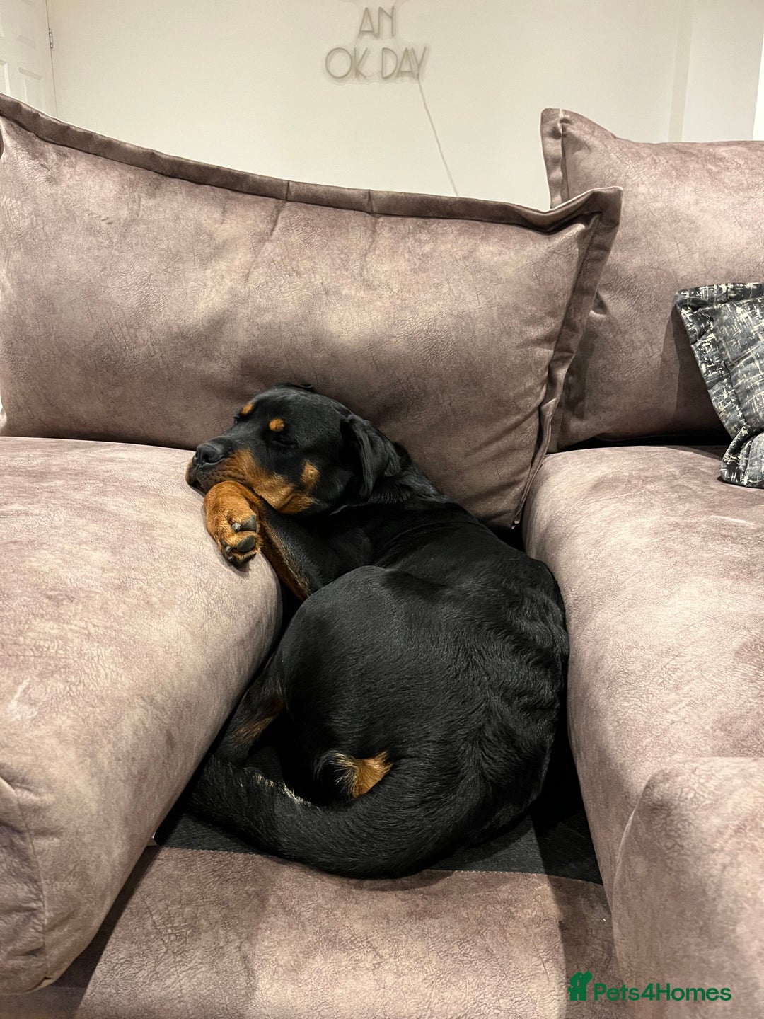 Rottweiler dogs for sale: Cuddly, Super Friendly Rottie for Sale - Image 13