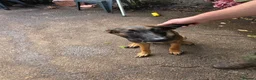 Mixed Breed dogs for sale: AstridGSDxMali - Advert 8