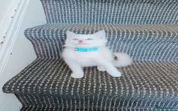 Ragdoll cats for sale: 3 male and 1 female Ragdoll cats for sale - Image 4
