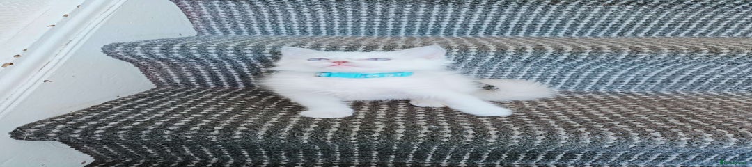 Ragdoll Kitten 3