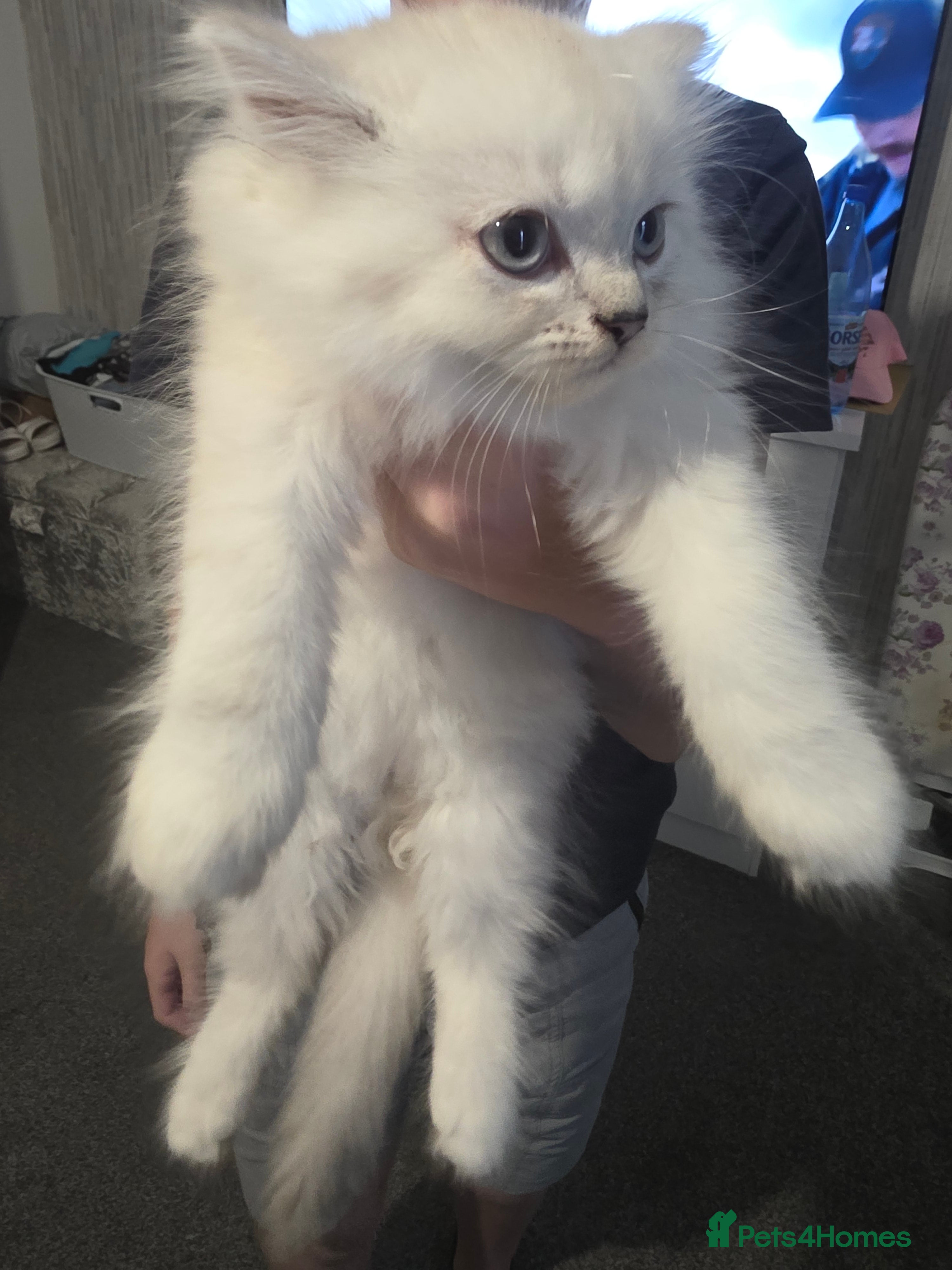 Persian cats Beautiful dollface persian chinchilla kittens  - Advert 2