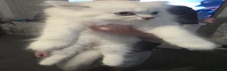Persian cats for sale: Beautiful dollface persian chinchilla kittens  - Advert 2