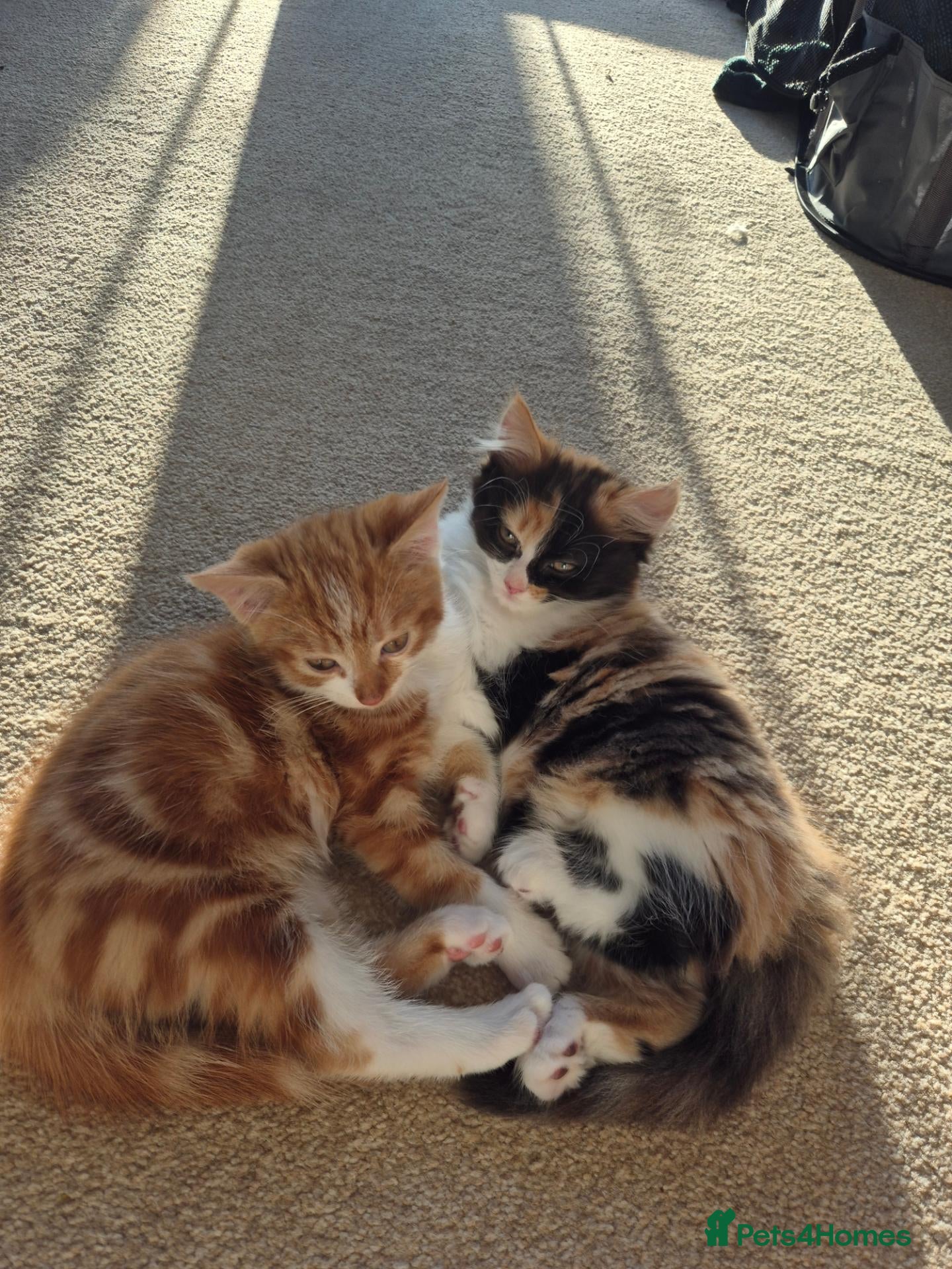 Mixed Breed cats 2 kittens for sale - Advert 2