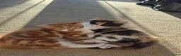 Mixed Breed cats for sale: 2 kittens for sale - Advert 1