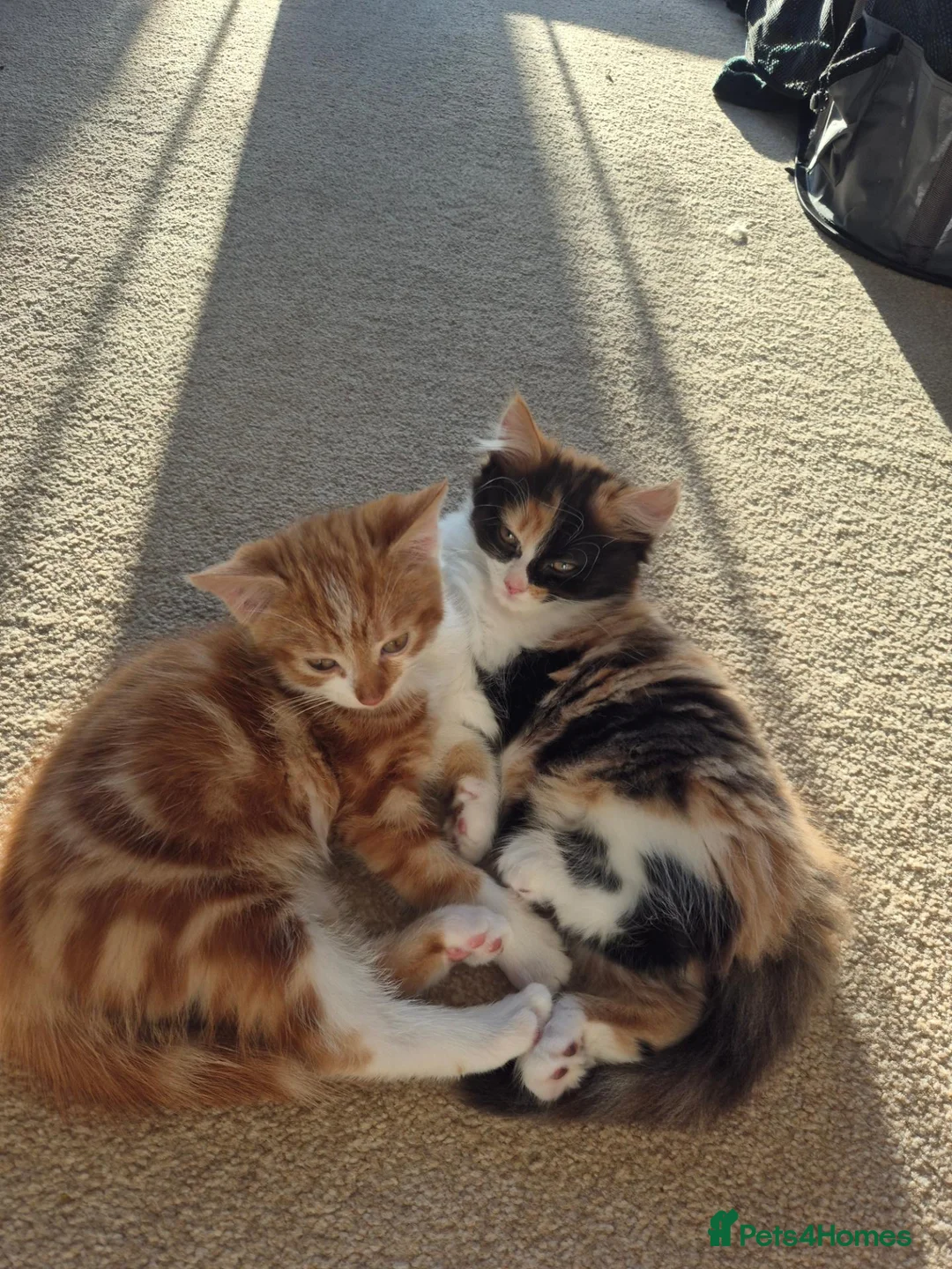 Mixed Breed cats for sale: 2 kittens for sale - Advert 1