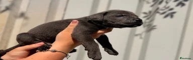 Cane Corso 1