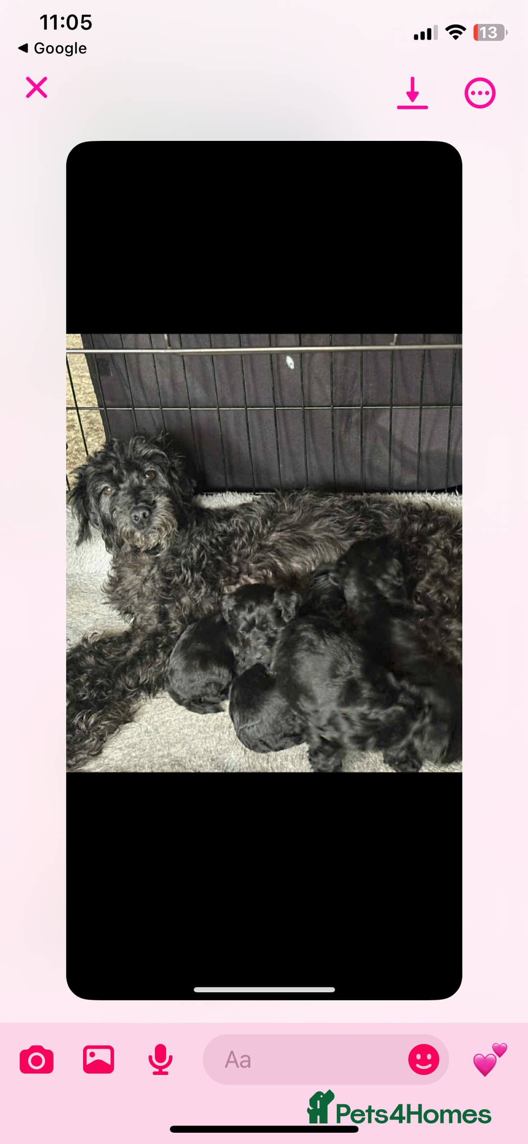 Mixed Breed dogs for sale: Schnoodle - Image 5