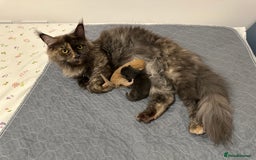 Maine Coon cats for sale: Mainecoon x British shorthair  - Image 1