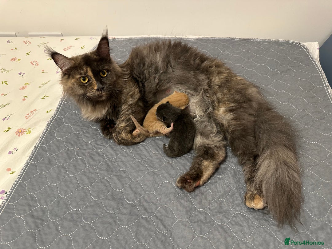 Maine Coon cats for sale: Mainecoon x British shorthair  - Image 1