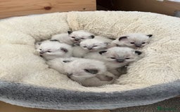 Ragdoll cats for sale: Ragdoll Kitten GCCF, ready now. - Image 17