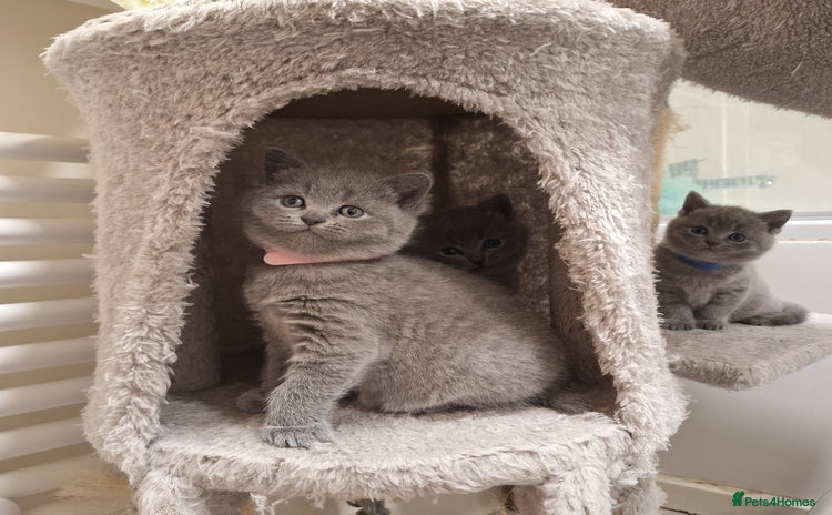 British Shorthair cats ✨British Shorthair Kittens looking for new family✨ - Advert 3