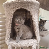 British Shorthair cats ✨British Shorthair Kittens looking for new family✨ - Advert 12
