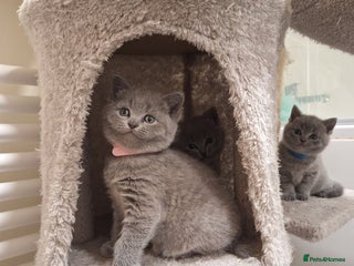 British Shorthair cats ✨British Shorthair Kittens looking for new family✨ - Advert 16